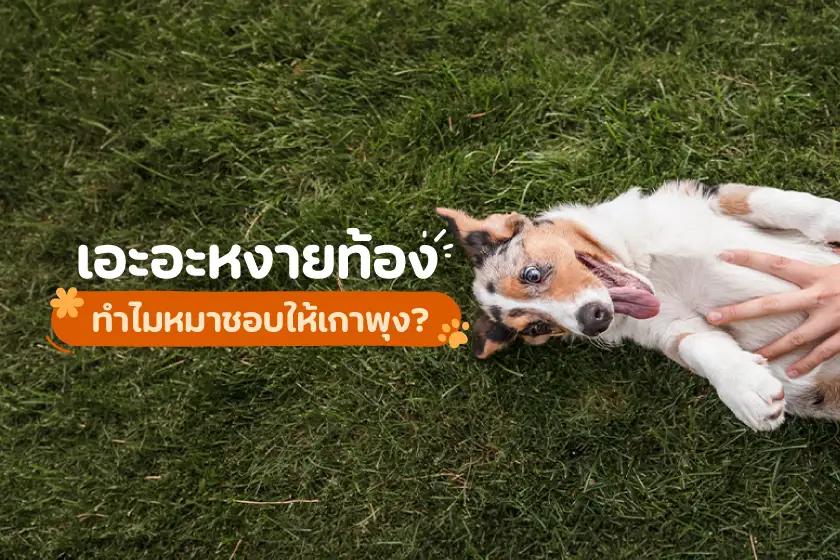 เอะอะหงายท้อง ทำไมหมาชอบให้เกาพุง?