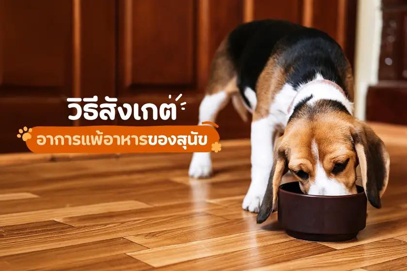 วิธีสังเกตอาการแพ้อาหารของสุนัข