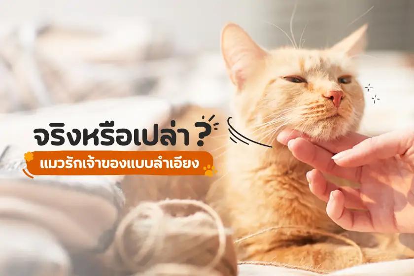 จริงหรือเปล่า? แมวรักเจ้าของแบบลำเอียง