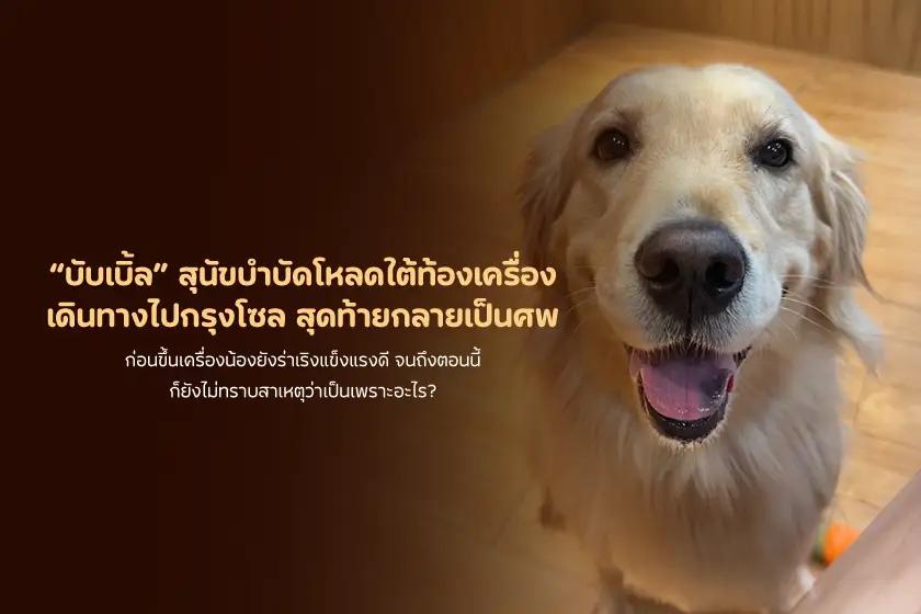 บับเบิ้ล สุนัขบำบัดโหลดใต้ท้องเครื่อง เดินทางไปกรุงโซล สุดท้ายกลายเป็นศพ