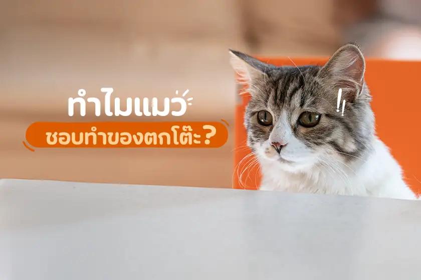 ทำไม? แมวชอบทำของตกโต๊ะ