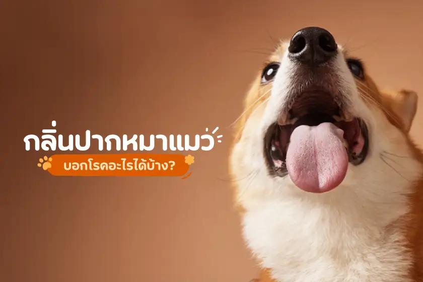 กลิ่นปากหมาแมว บอกโรคอะไรได้บ้าง?