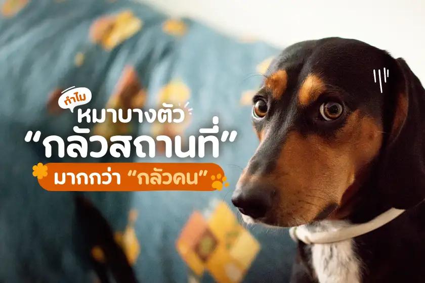 ทำไมน้องหมากลัวสถานที่มากกว่ากลัวคน?