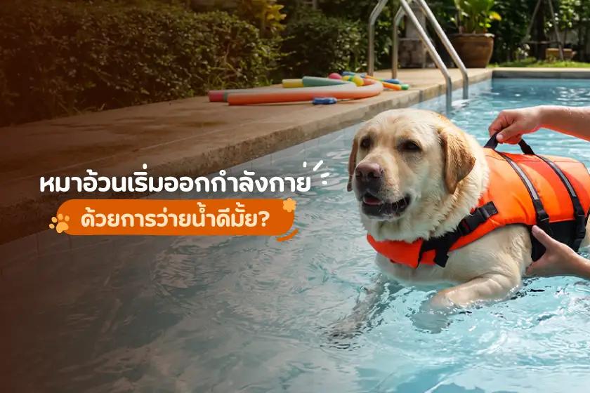 หมาอ้วนเริ่มออกกำลังกายด้วยการว่ายน้ำดีมั้ย?