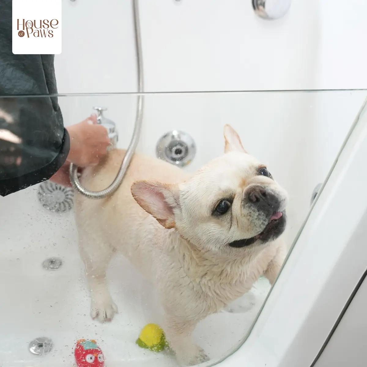 บริการอาบน้ำ