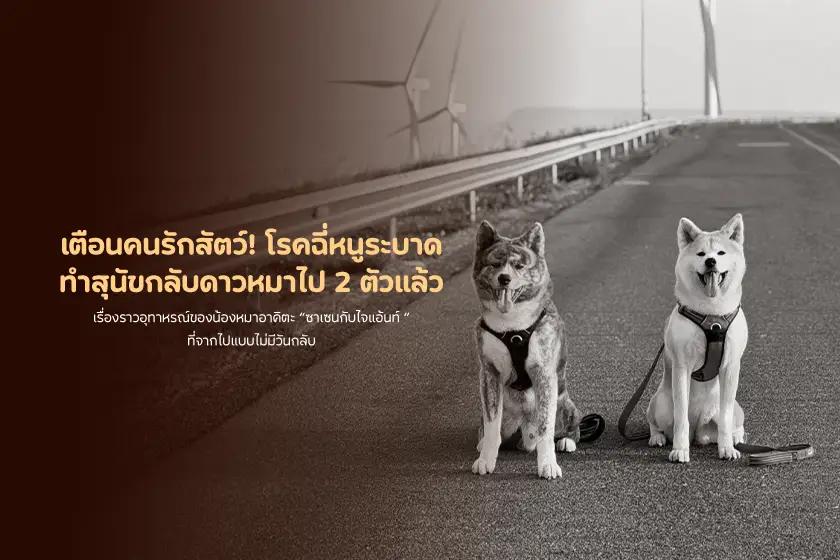เตือนคนรักสัตว์! โรคฉี่หนูระบาด ทำสุนัขกลับดาวหมาไป 2 ตัวแล้ว