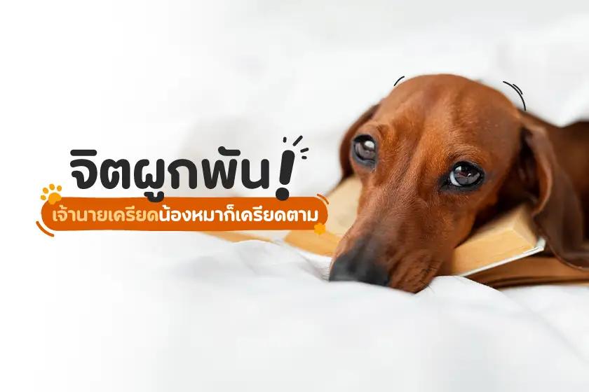 จิตผูกพัน! เจ้านายเครียด น้องหมาก็เครียดตาม