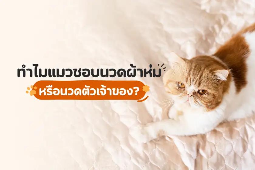 ทำไมแมวชอบนวดผ้าห่ม หรือนวดตัวเจ้าของ?