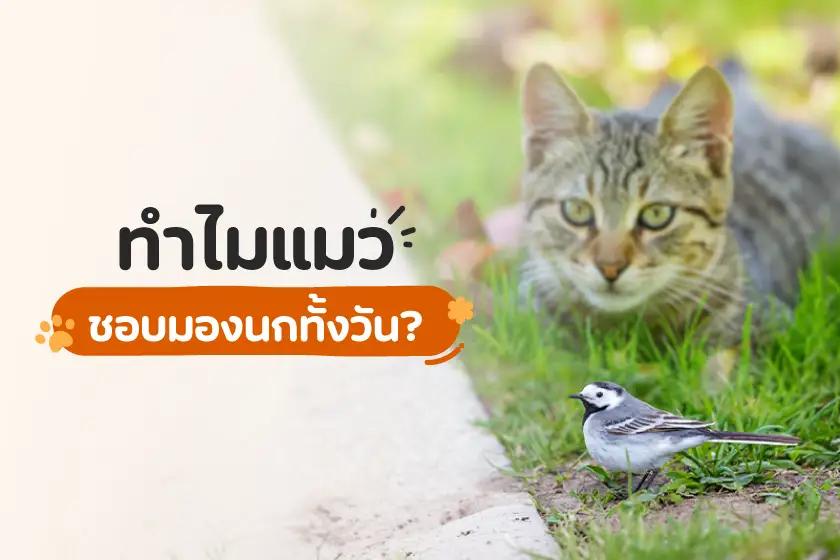 ทำไม แมวชอบมองนกทั้งวัน?
