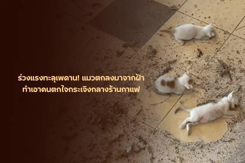 ร่วงแรงทะลุเพดาน! แมวตกลงมาจากฝ้า ทำเอาคนตกใจกระเจิงกลางร้านกาแฟ