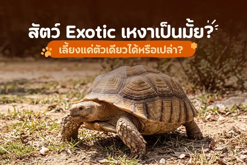 สัตว์ Exotic เหงาเป็นมั้ย เลี้ยงแค่ตัวเดียวได้หรือเปล่า?